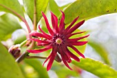 ILLICIUM FLORIDANUM