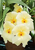 MILTONIA ZORRO YELLOW