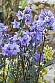 POLEMONIUM BRESSINGHAM PURPLE