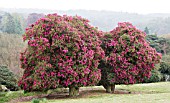 RHODODENDRON CORNISH ARBOREUM