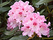 RHODODENDRON JACKSONII