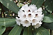 RHODODENDRON FULVUM