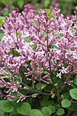 SYRINGA PUBESCENS PATULA