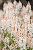 TIARELLA SPRING SYMPHONY