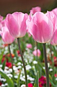 TULIPA MENTON