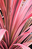 CORDYLINE AUSTRALIS SOUTHERN SPLENDOUR