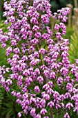 ERICA AUSTRALIS RIVERSLEA