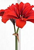 HIPPEASTRUM RED PEACOCK