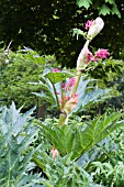 RHEUM PALMATUM