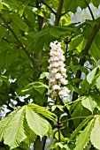 AESCULUS HIPPOCASTANUM MEMMINGERI