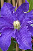 CLEMATIS LASURSTERN