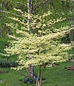 CORNUS ALTERNIFOLIUS ARGENTIA