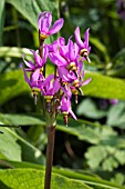 DODECATHEON MEDIA