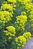 EUPHORBIA CYPARISSIAS