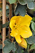 FREMONTODENDRON CALIFORNIA GLORY