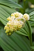 MAIANTHEMUM RACEMOSA (SMILACINA)