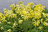 PRIMULA VERIS