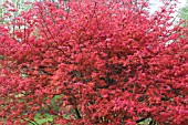 ACER PALMATUM BENI-MAIKO