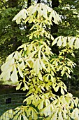 AESCULUS HIPPOCASTANUM HAMPTON COURT GOLD