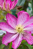 CLEMATIS ASAO