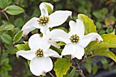 CORNUS FLORIDA RAINBOW