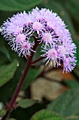 EUPATORIUM SORDIDUM