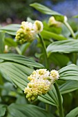 MAIANTHEMUM RACEMOSA (SMILACINA)