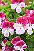 PELARGONIUM  CAPTAIN STARLIGHT