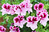 PELARGONIUM  CATFORD BELLE