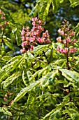 AESCULUS CARNEA MARGINATA