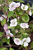 GYPSOPHELIA CERASTIOIDES