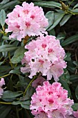 RHODODENDRON JACKSONII