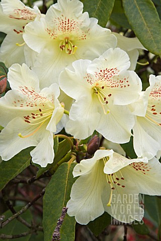 RHODODENDRON_LOGAN_DAMARIS