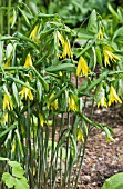 UVULARIA GRANDIFLORA