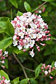 VIBURNUM X BURKWOODII MOHAWK