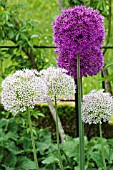 ALLIUM ROSENBACHIANUM & ALBUM