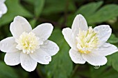 ANEMONE NEMOROSA ALBA PLENA