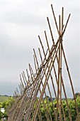 BAMBOO SUPPORT METHOD FOR CLIMBING BEANS