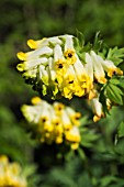 CORYDALIS NOBLIS