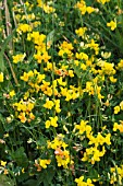 LOTUS CORNICULATUS