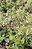 PETASITES ALBUS