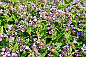 PULMONARIA OFFICINALIS