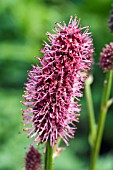 SANGUISORBA MENZIESII