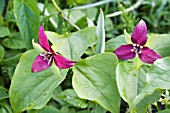 TRILLIUM ERECTUM