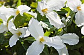 TRILLIUM GRANDIFLORUM