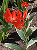 TULIPA PRAETANS UNICUM