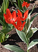 TULIPA PRAETANS UNICUM