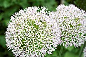 ALLIUM ROSENBACHIANUM ALBUM