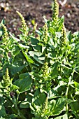 CHENOPODIUM BONUS-HERICUS