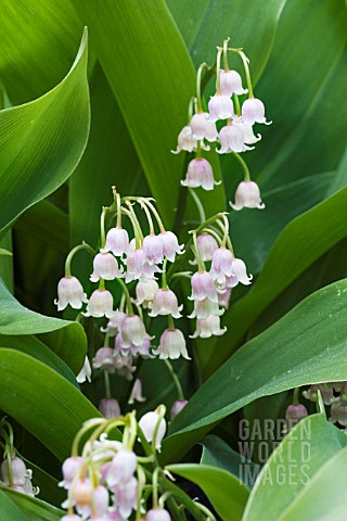 CONVALLARIA_MAJALIS_ROSEA